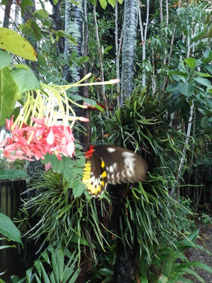 凯恩斯壁虎背包客酒店 凱恩斯 外观 照片 Butterfly in the Butterfly House