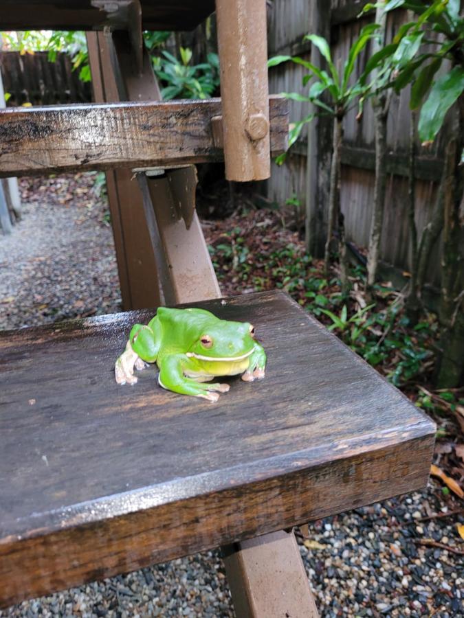 凯恩斯壁虎背包客酒店 凱恩斯 外观 照片 A green tree frog