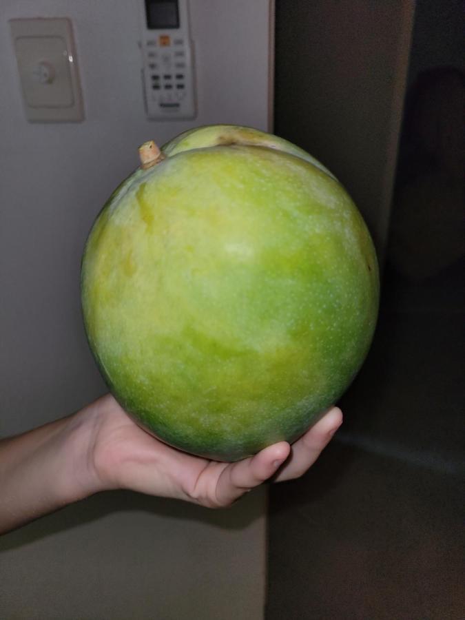 凯恩斯壁虎背包客酒店 凱恩斯 外观 照片 An unripe mango